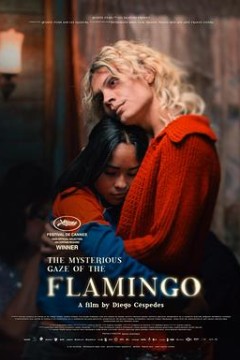 弗拉明戈的神秘眼神