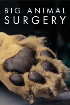 大型动物手术