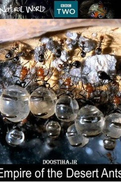 BBC 自然世界：沙漠蚂蚁帝国