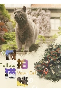 跟拍猫咪