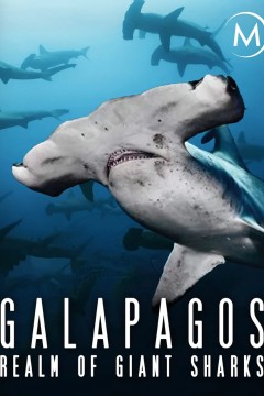 加拉帕戈斯群岛：巨大鲨鱼王国