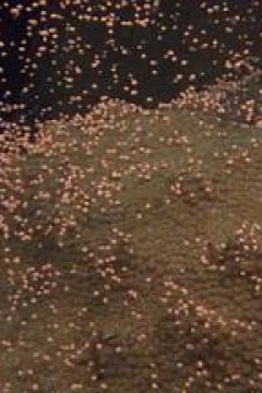 国家地理：大白鲨的长途冒险旅程